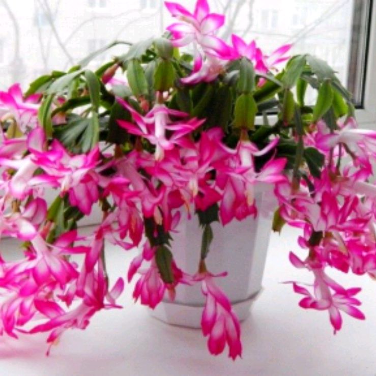 Иконка канала Растения