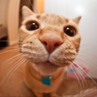 Иконка канала Веселые Лапки ТВ