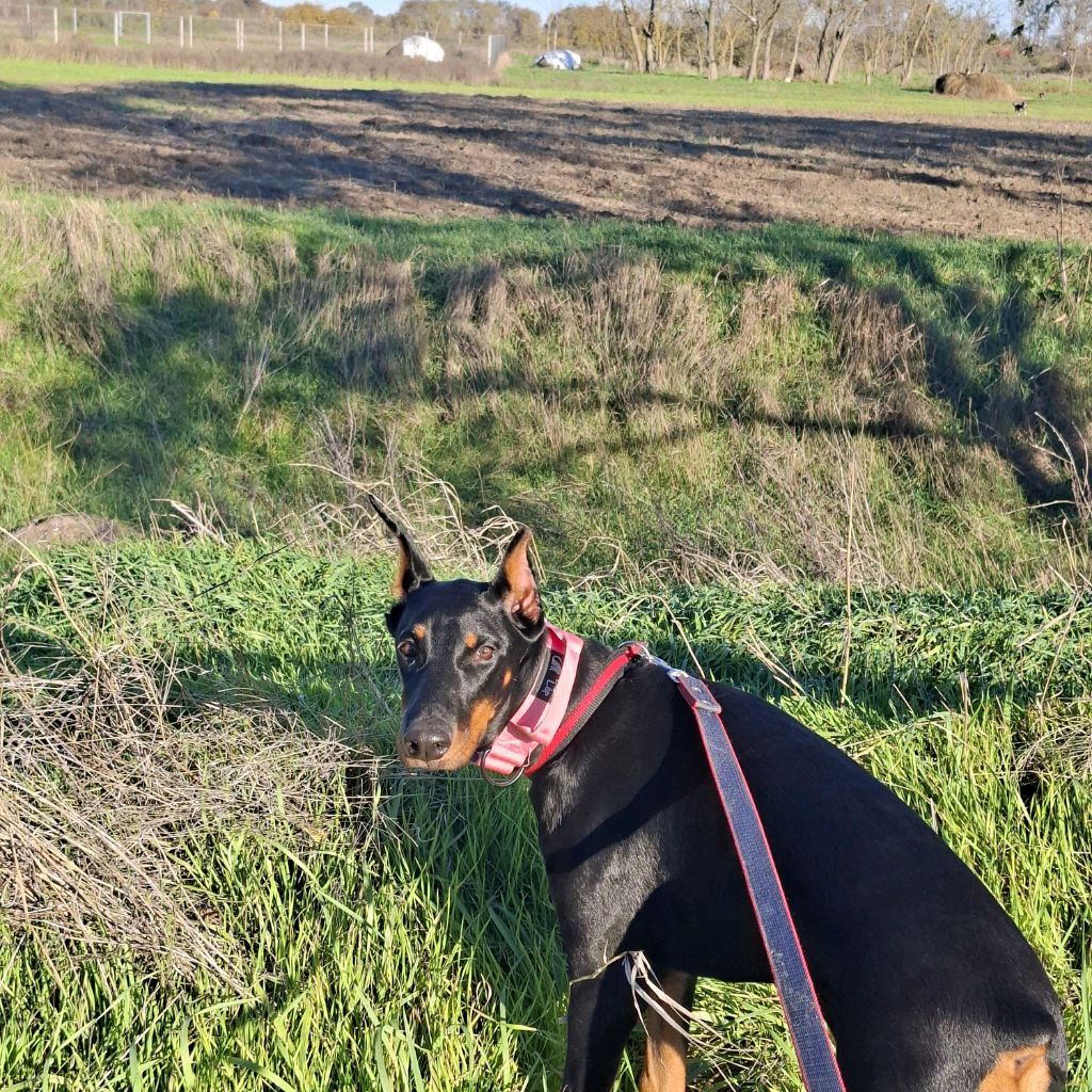 Иконка канала Саша с демонами