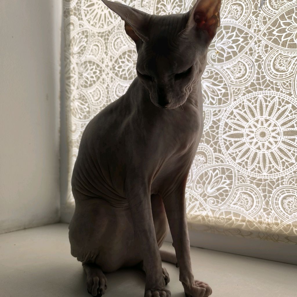 Иконка канала Черный Плащ