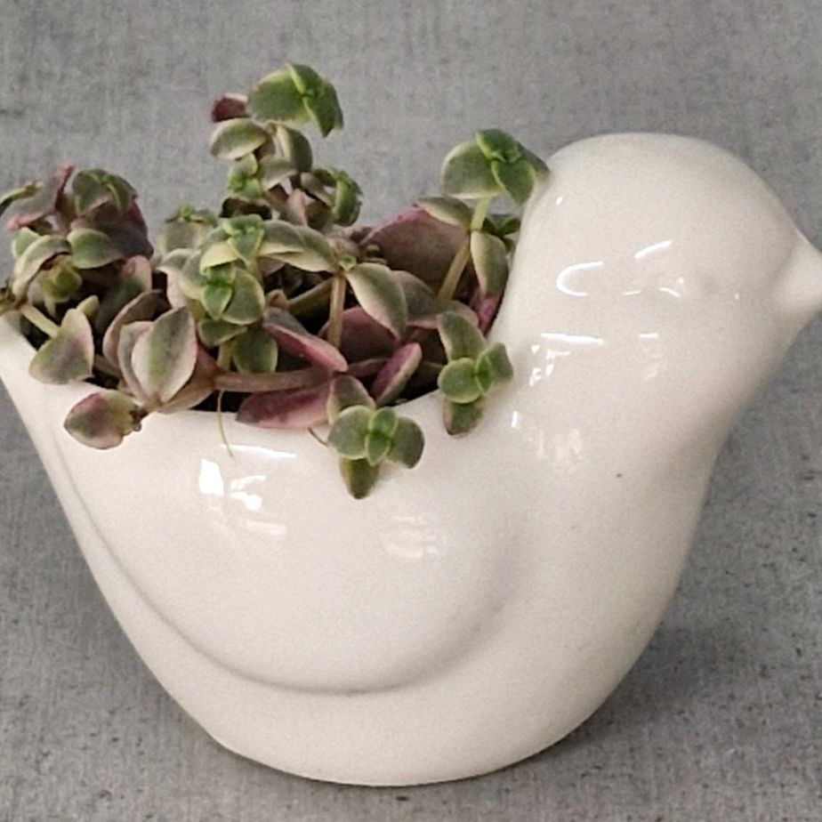 Иконка канала Я из Волгограда!-Мои комнатные растения.