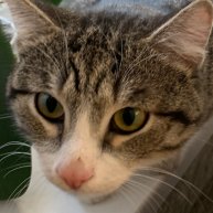 Иконка канала Алиса играет