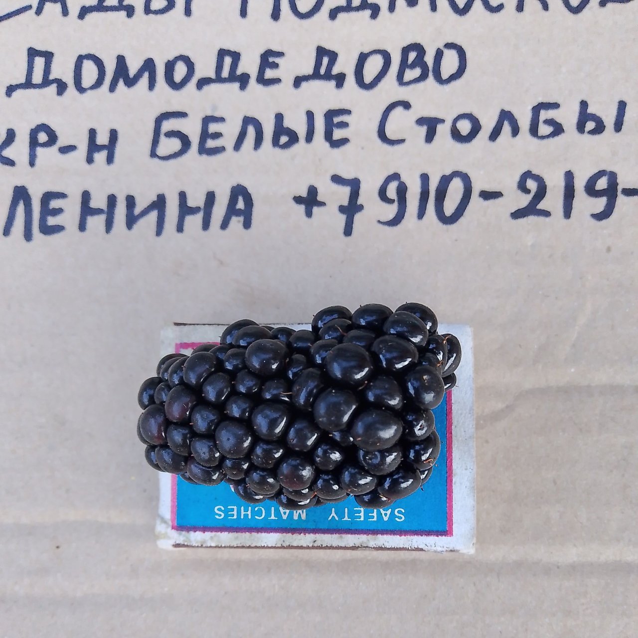 Иконка канала Сады Подмосковья