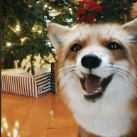 Иконка канала Мистер лис.