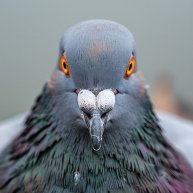 Иконка канала Мистер Голубь😎🐦