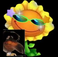 Иконка канала Подсолнух и скебоб