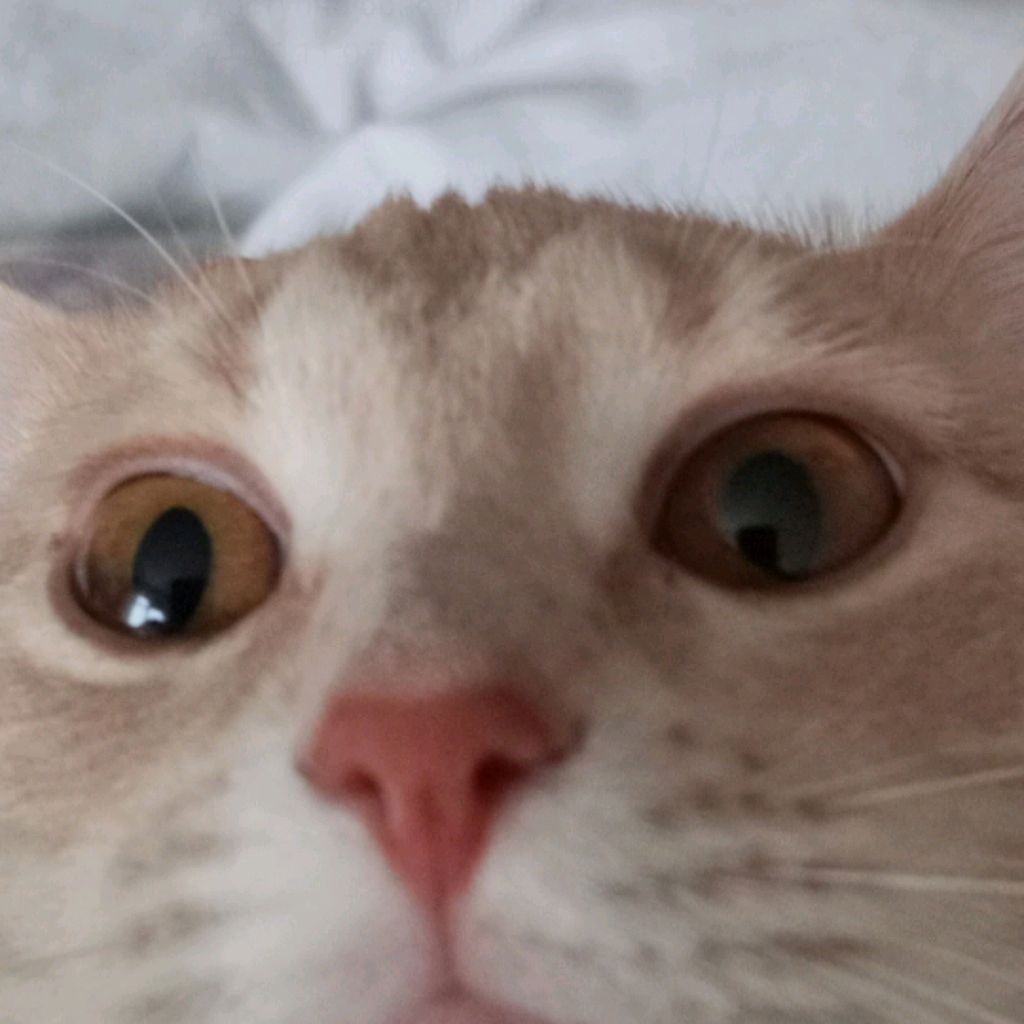 Иконка канала Fan