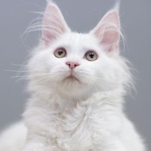 Иконка канала учительбио