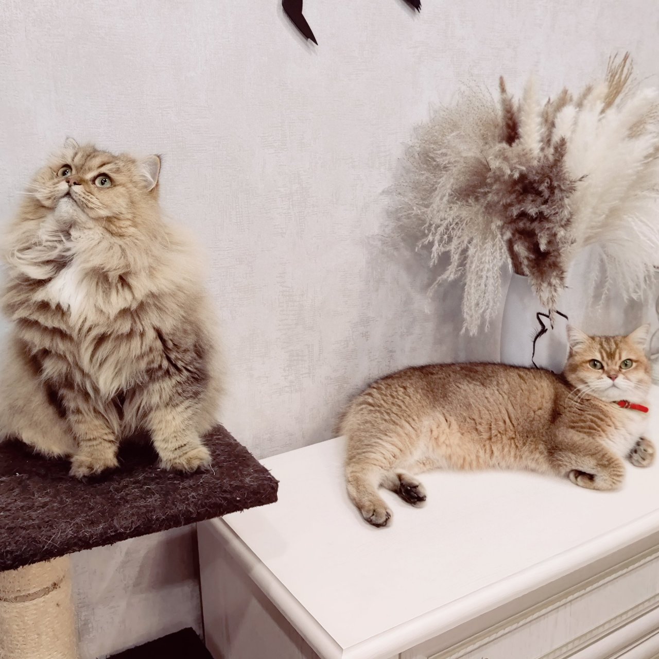 Иконка канала Елена и Котики