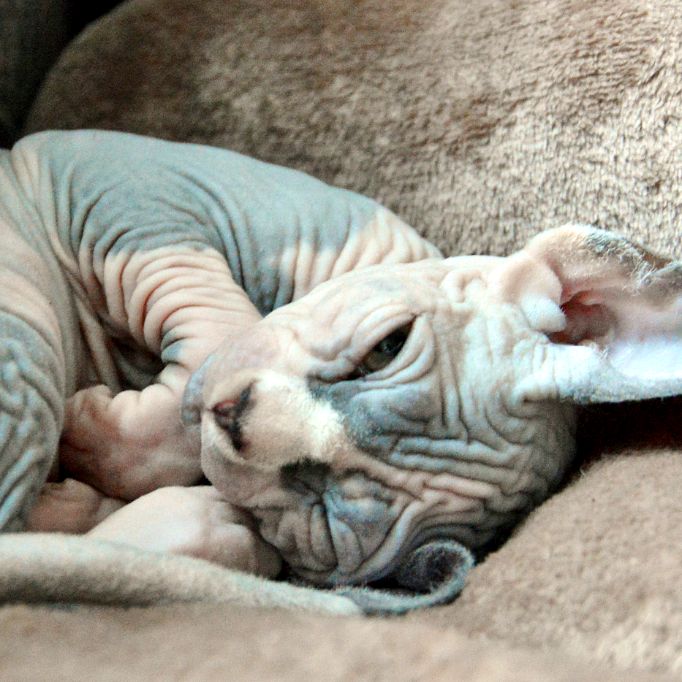 Иконка канала Канадский сфинкс Keepers of the Fire Bacardi Blue