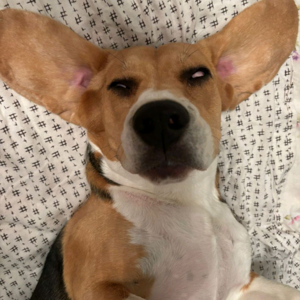 Иконка канала Biglik