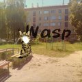 Иконка канала 🥃✭Wasp-Оса✭🐝