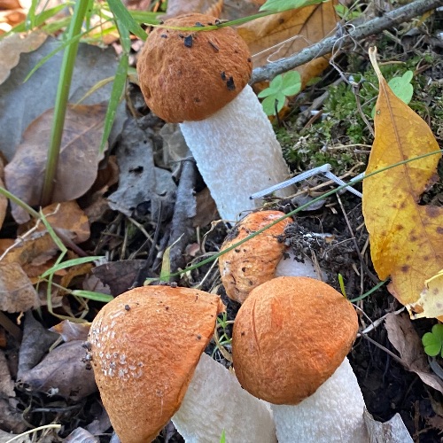 Иконка канала Дневник пермского уроженца