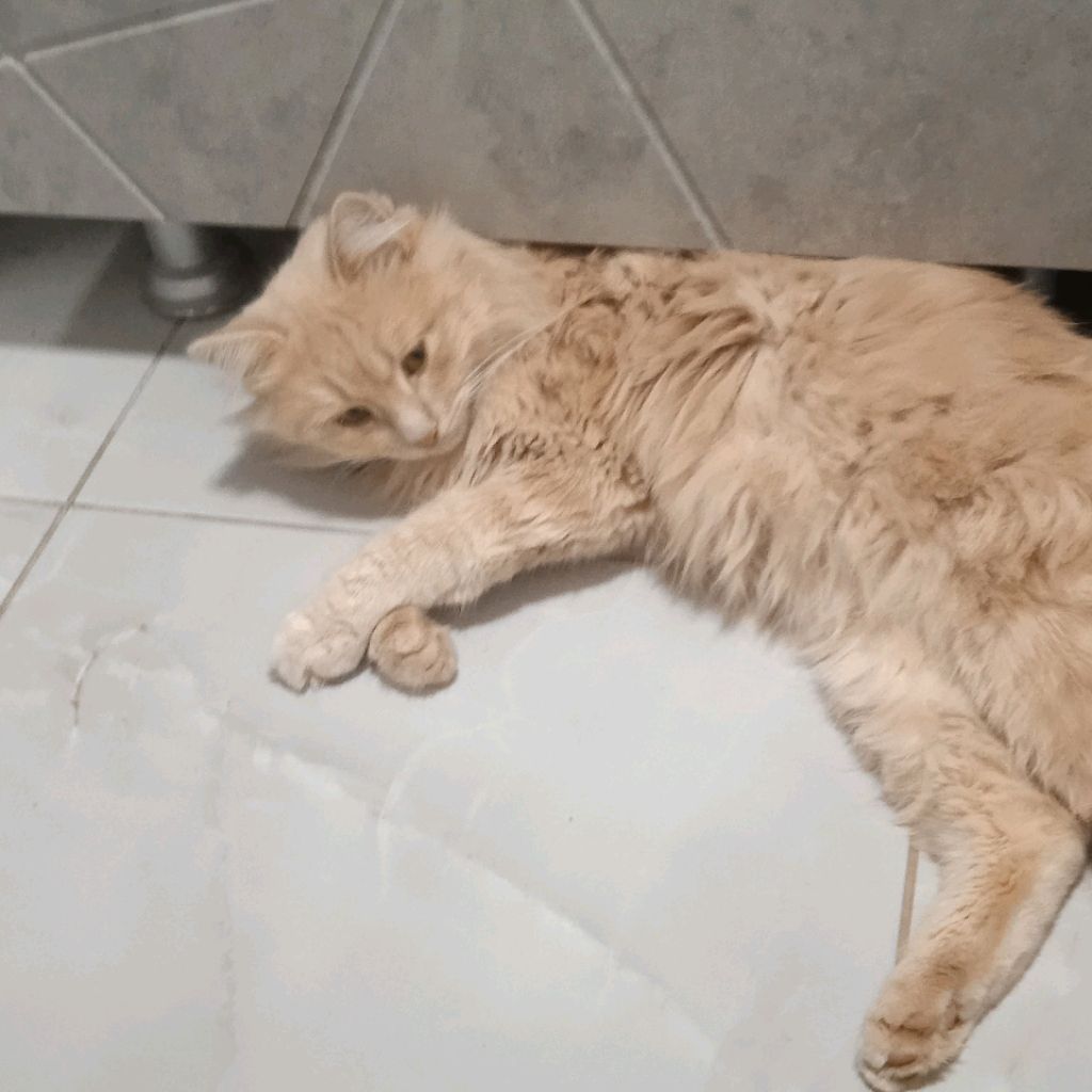 Иконка канала ДПС Бублик