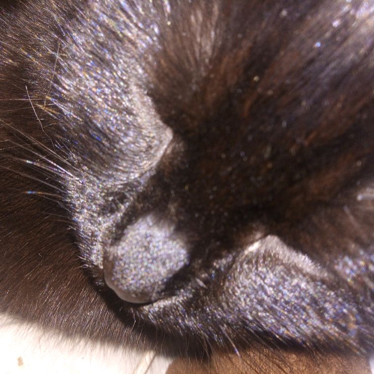 Иконка канала Котик