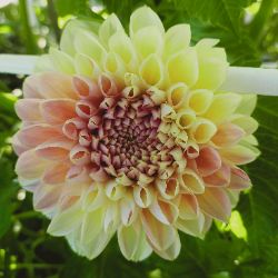 Иконка канала ТЁЩИНА ФЕРМА