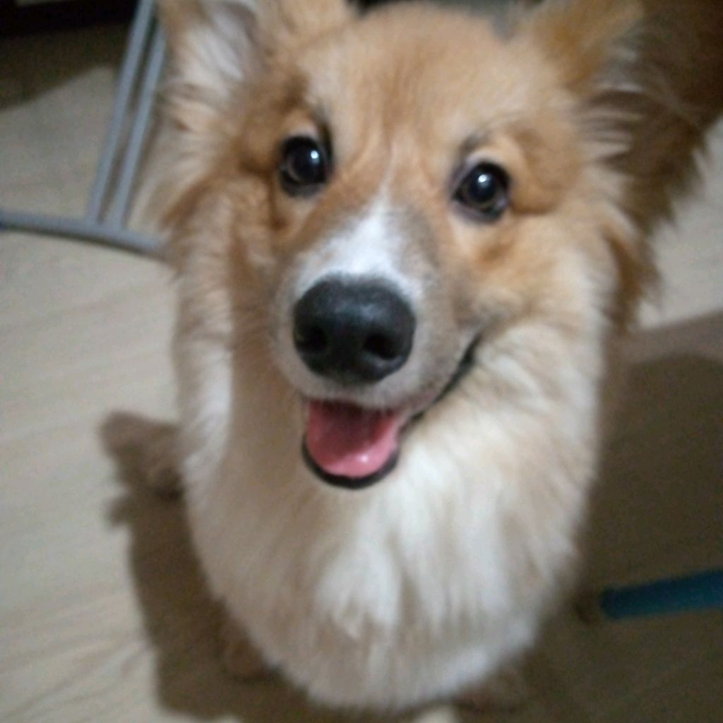 Иконка канала Корги Симба