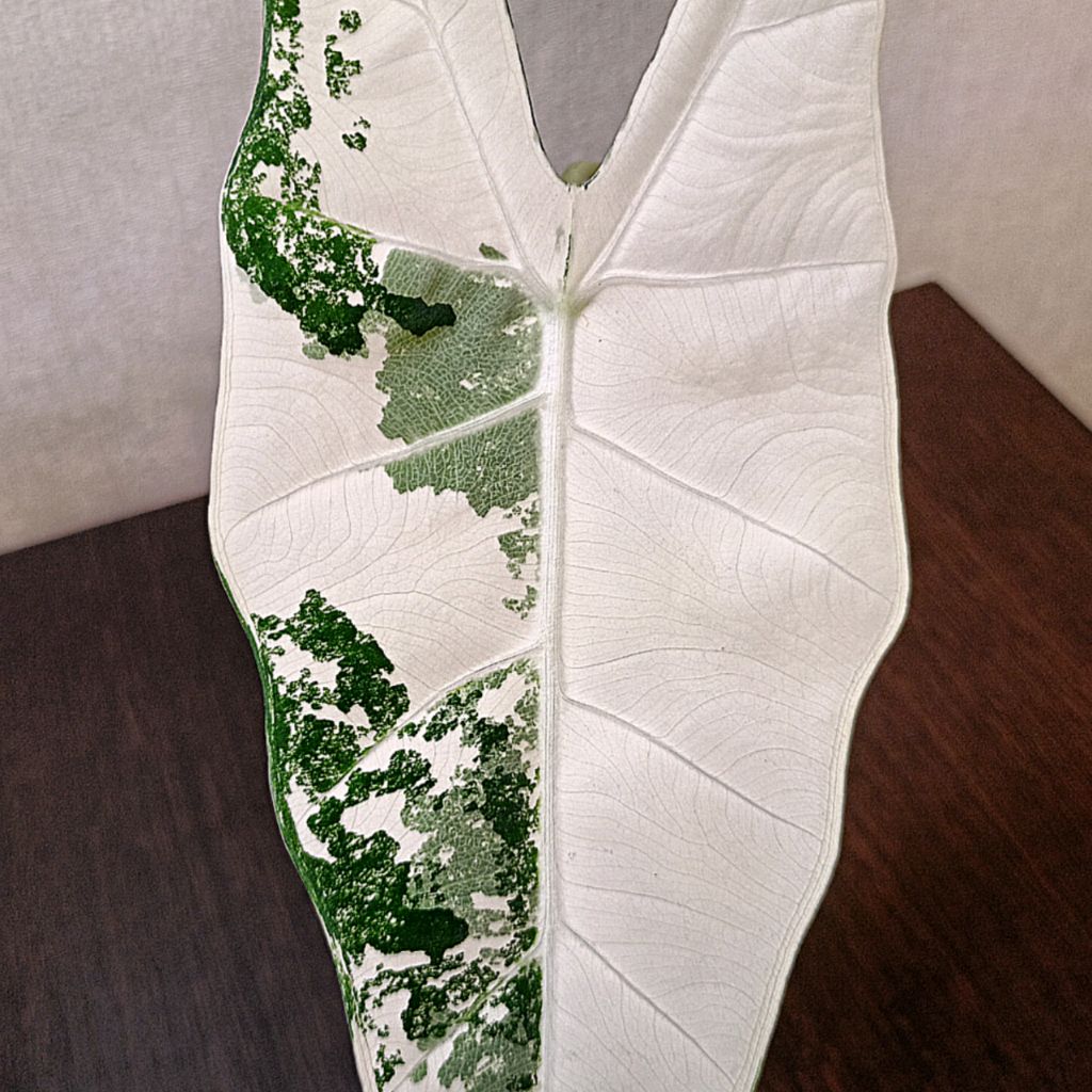 Иконка канала Elizaveta Shafranskaya🌿