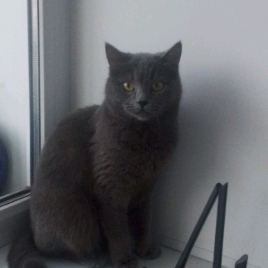 Иконка канала Сима