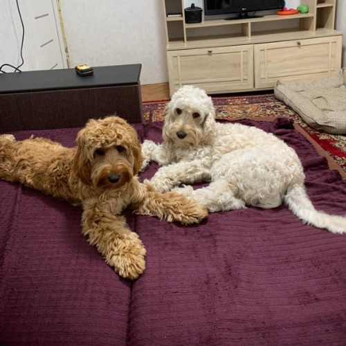 Иконка канала La&Lu