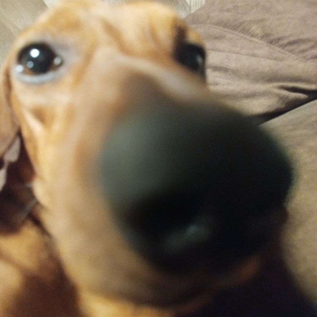 Иконка канала Dasha