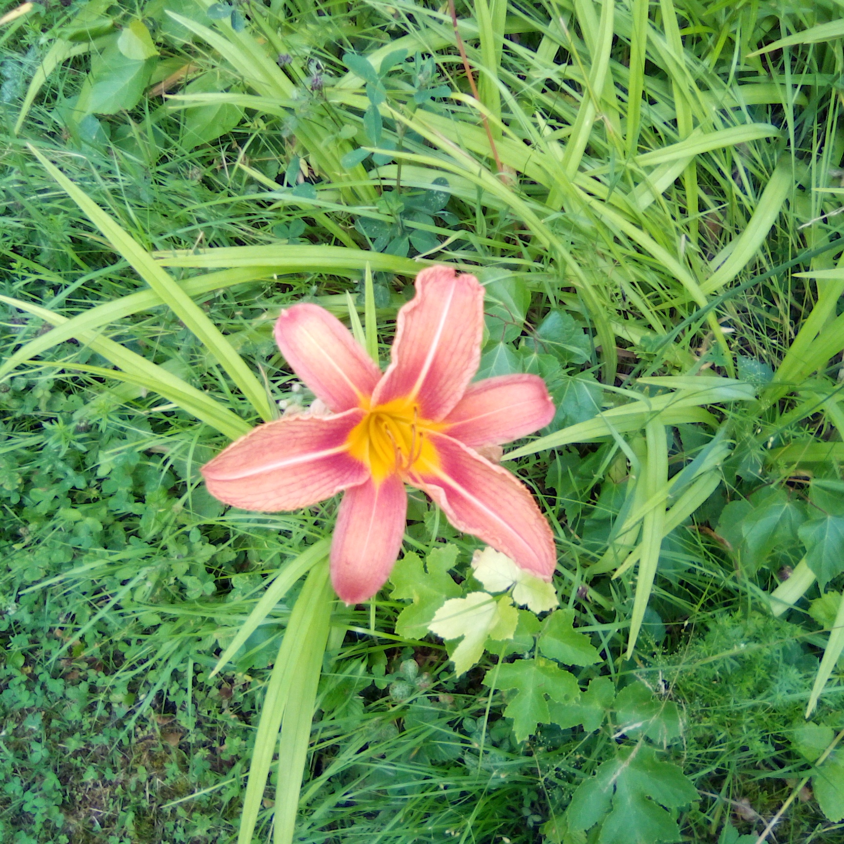 Иконка канала Славим Господа на струнах