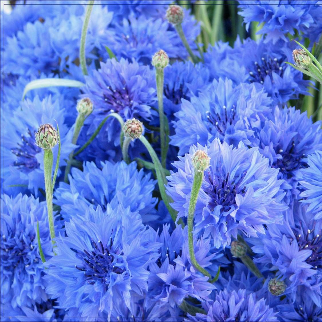 Иконка канала Darlinggin