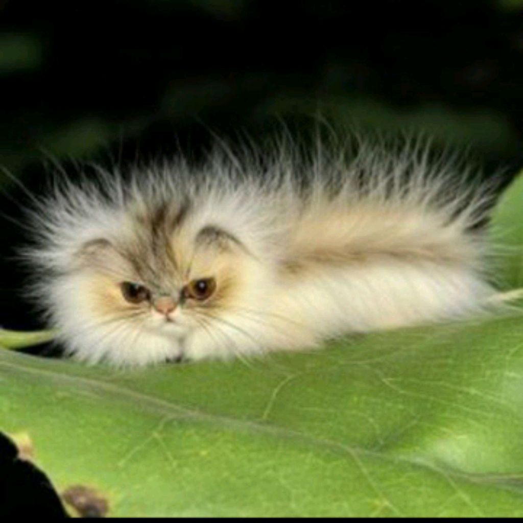 Иконка канала Котогусенецы