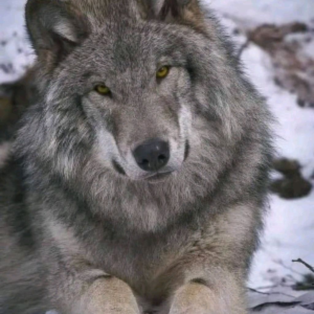 Иконка канала МОГУЧИЙ ВОЛК