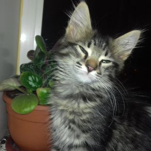 Иконка канала channel65739350