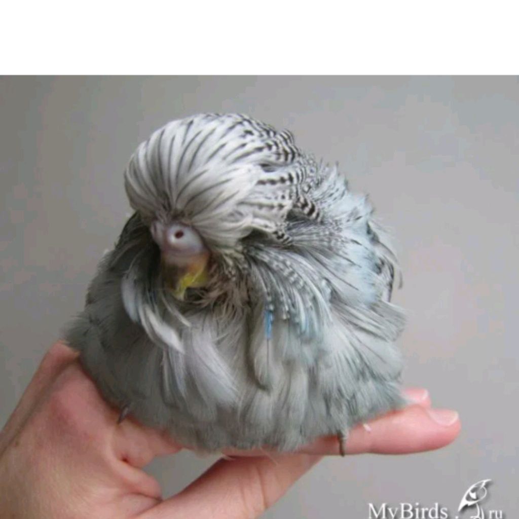 Иконка канала Сумасшедшая София