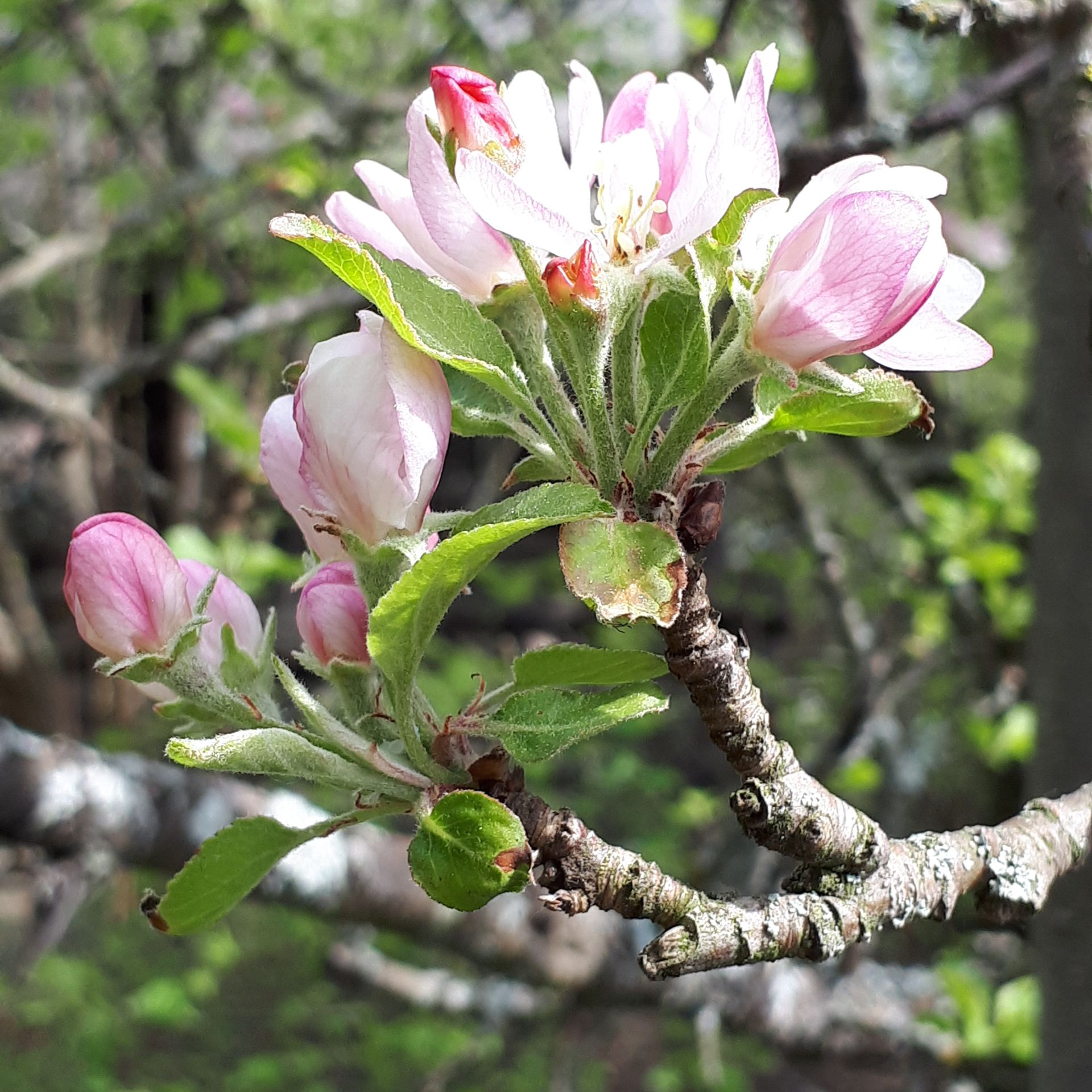 Иконка канала Варяжки и не только