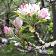 Иконка канала Варяжки и не только