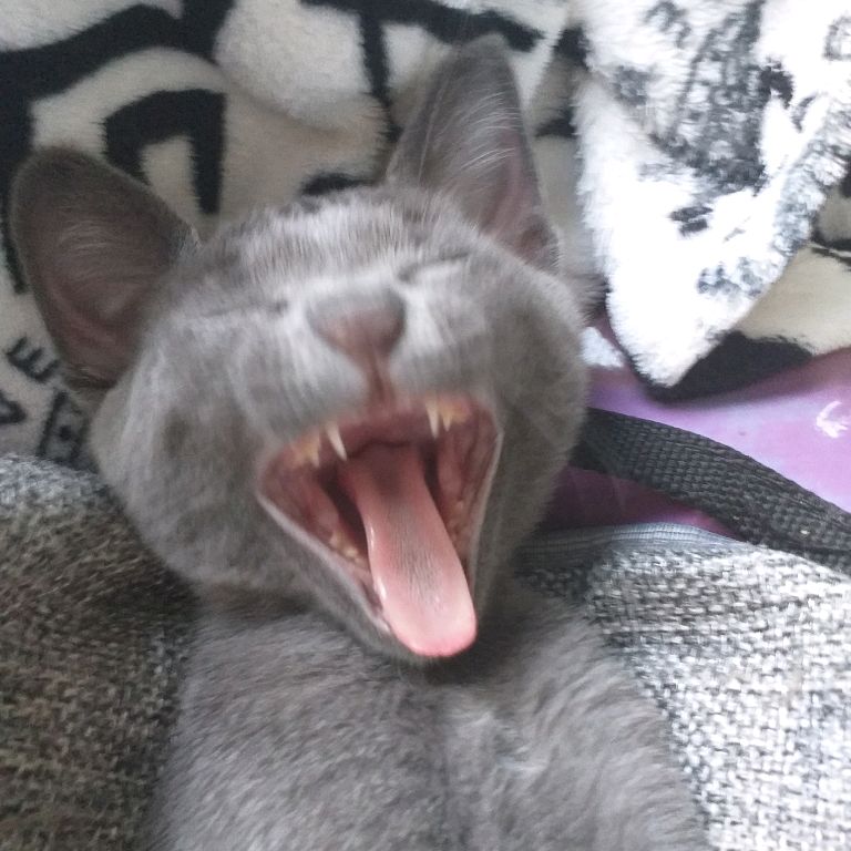 Иконка канала Кот Тим