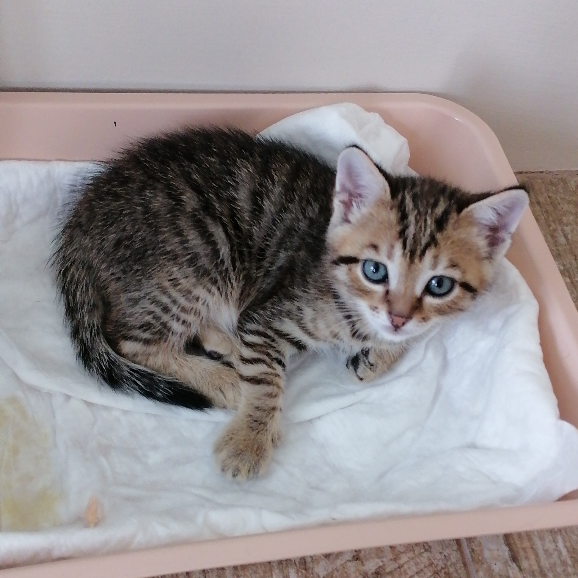 Иконка канала Мур- Мурка