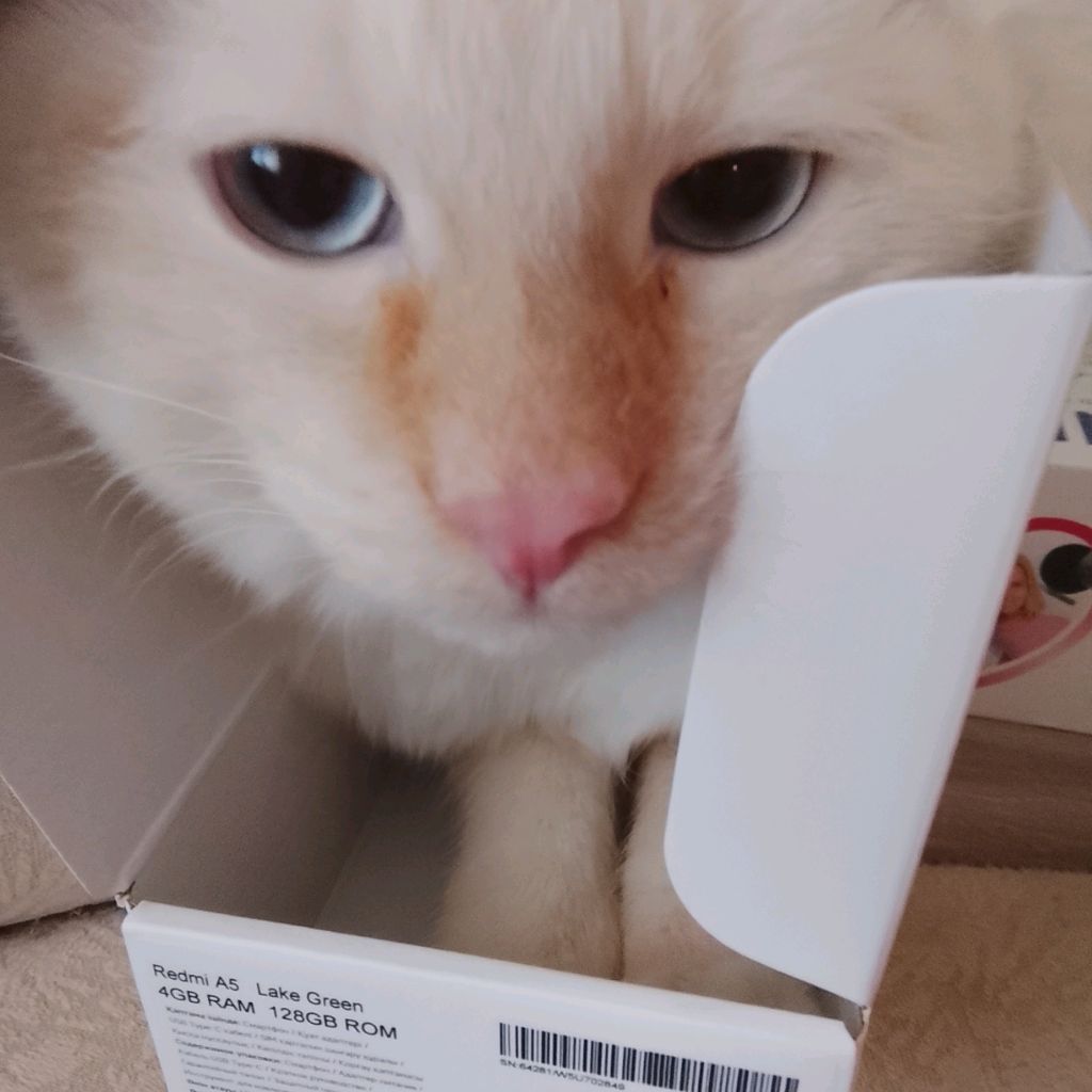 Иконка канала 🐱♥️Пушок Булочка♥️🐱