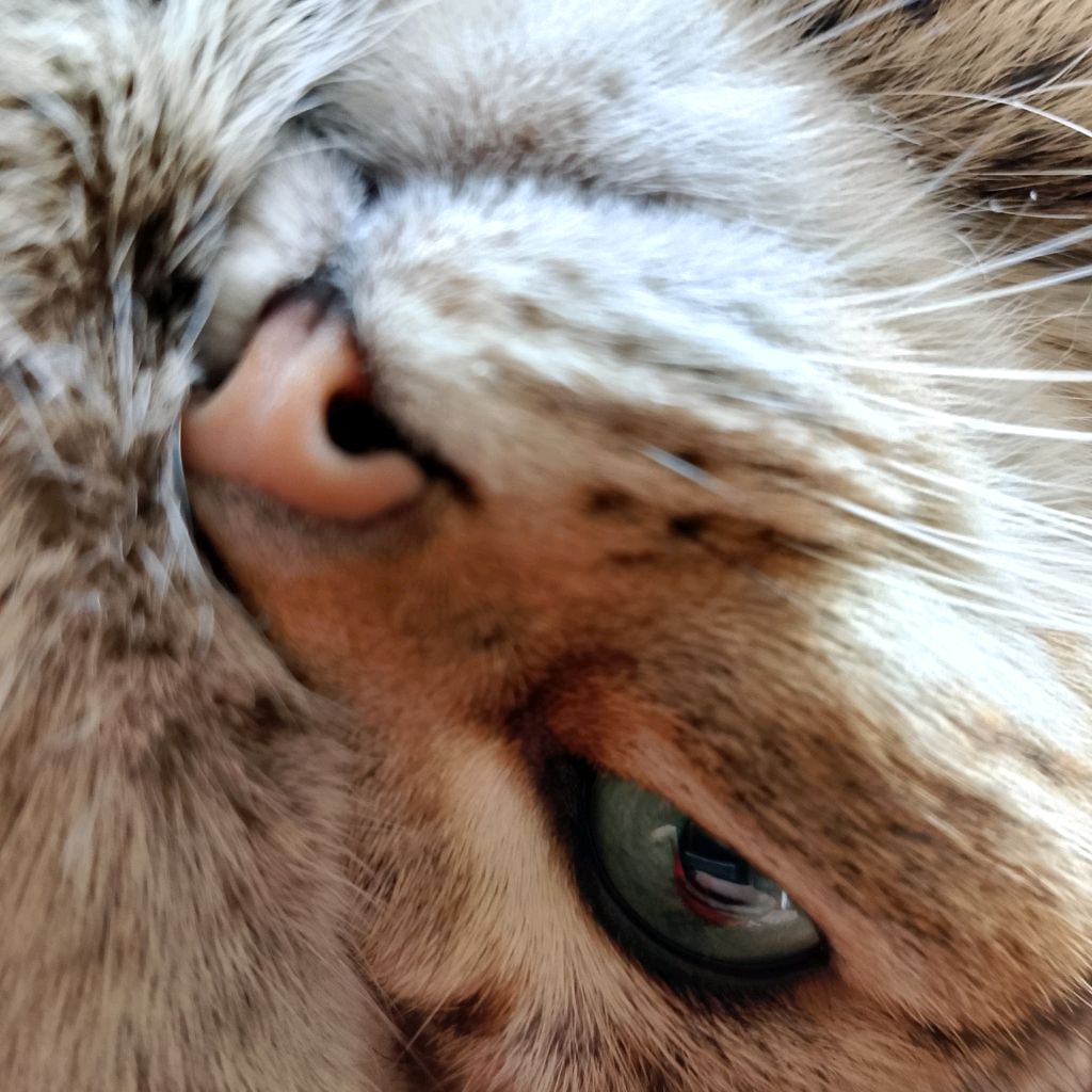 Иконка канала EvaGenia