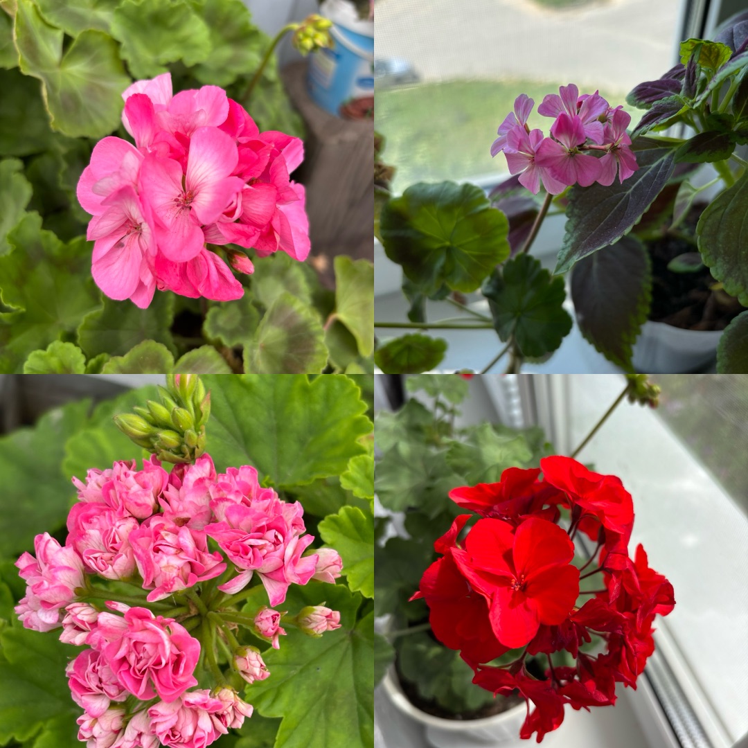 Иконка канала Комнатные растения. Природа