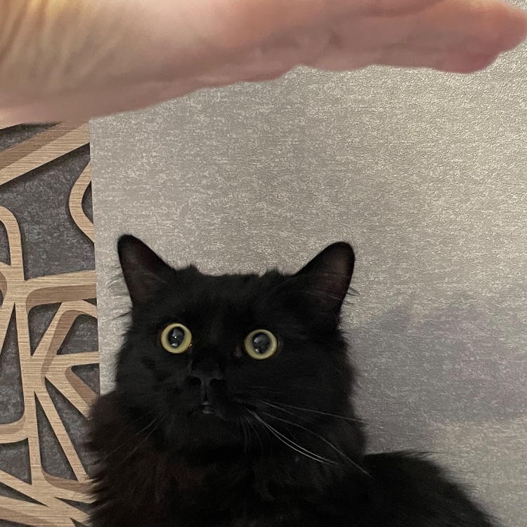 Иконка канала Жизнь Наташки и Коти