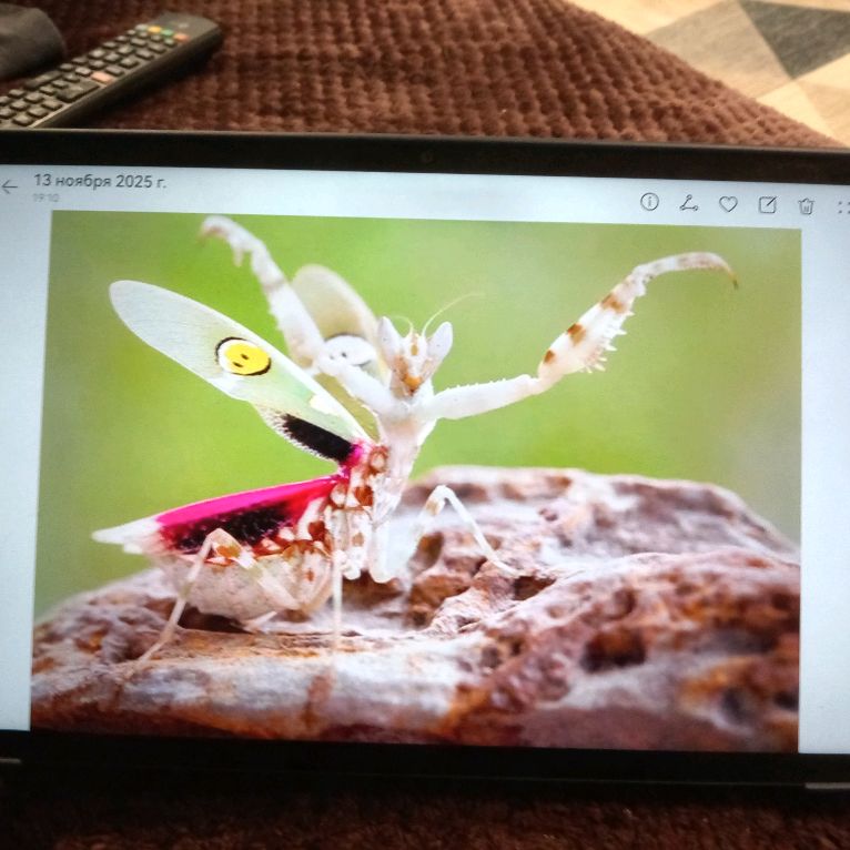 Иконка канала Богомол