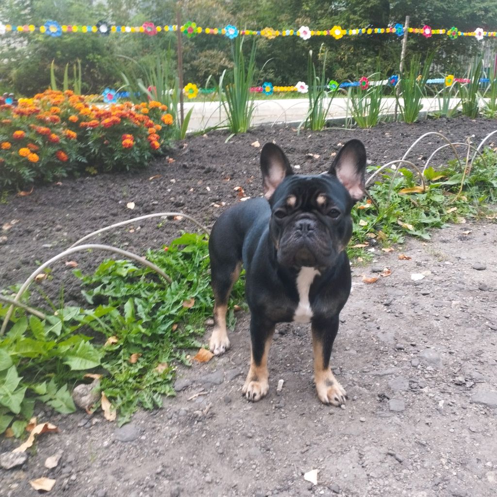 Иконка канала Багира