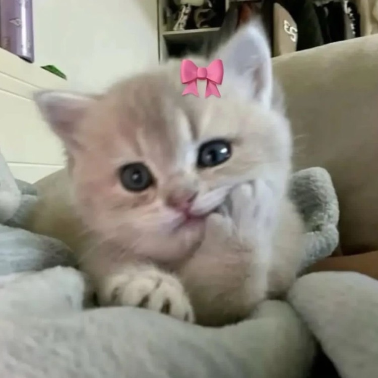 Иконка канала shevlll