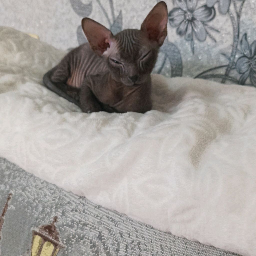 Иконка канала Арсений