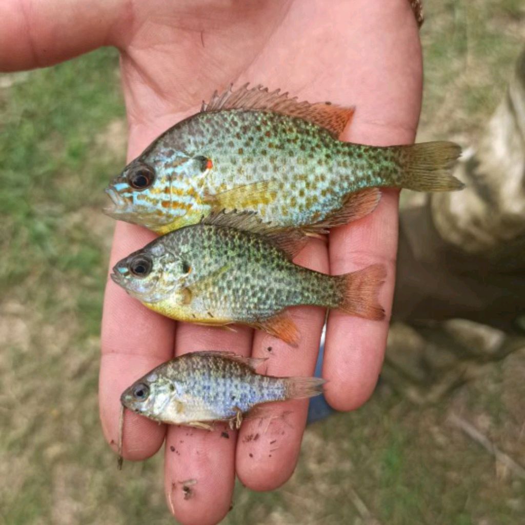 Иконка канала Денчик- Потдержы и ПОСТАВЬ 👍👍👍👍