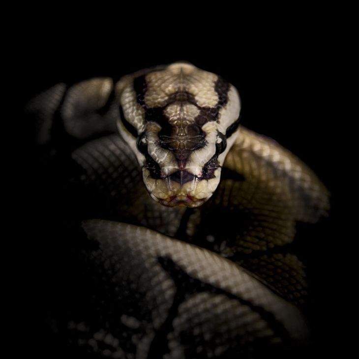 Иконка канала Эксперимент: растим змею дома.