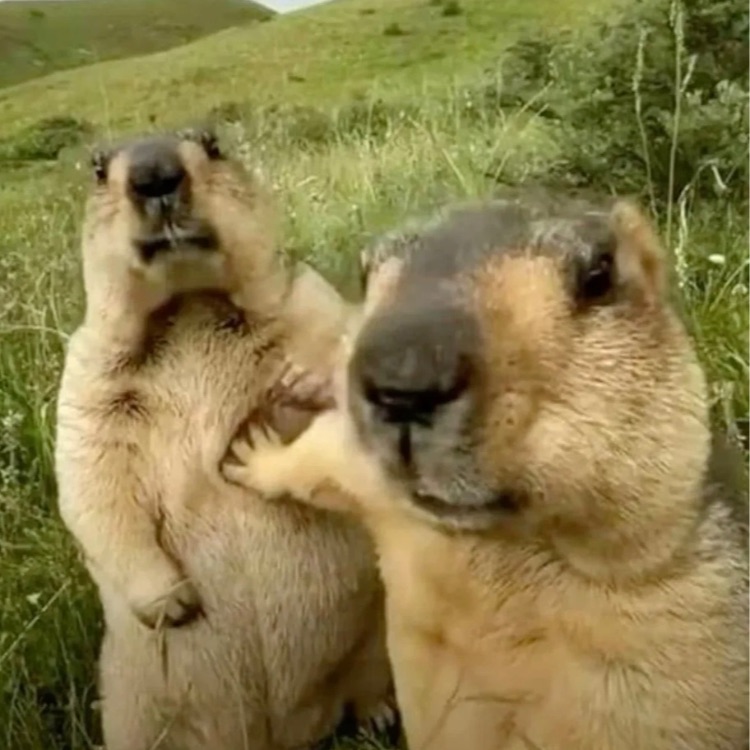 Иконка канала Забавные животные 🦁🐈🐻🦘🐼🐕🦜🐘