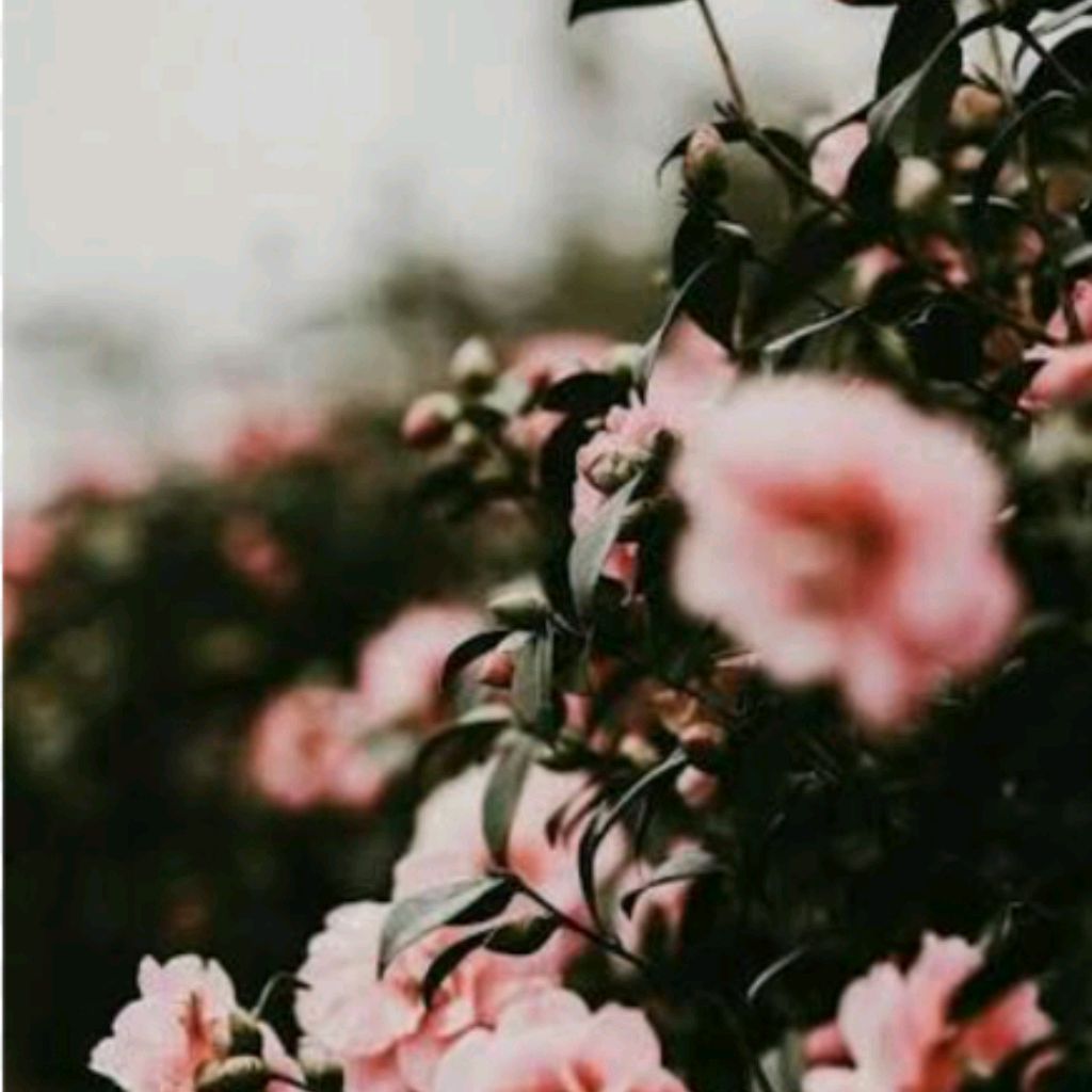 Иконка канала channel73122619