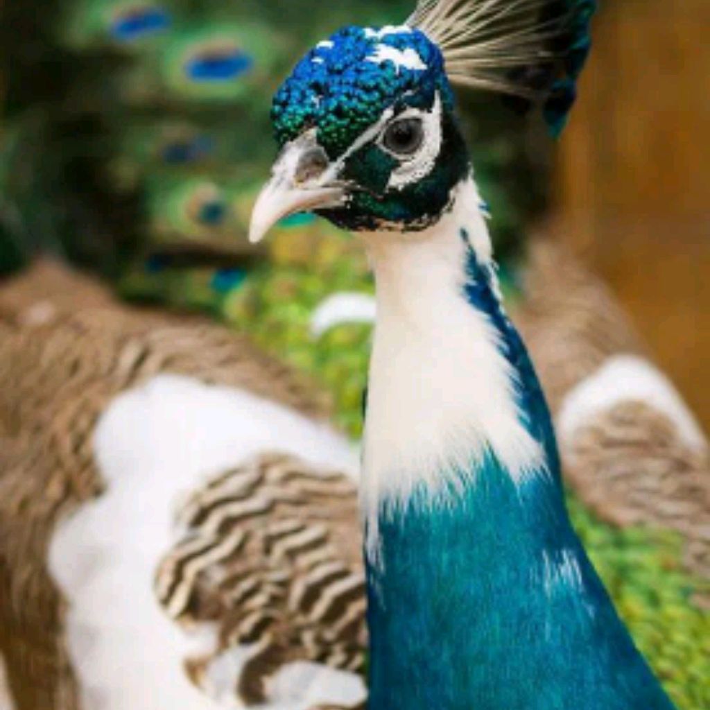 Иконка канала Пернатые Друзья😊