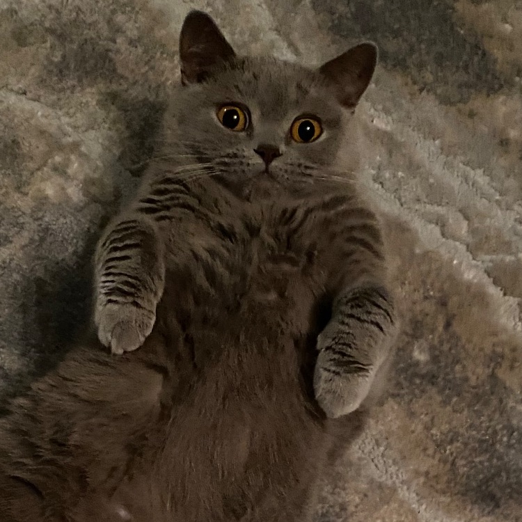 Иконка канала •Yan_channel•