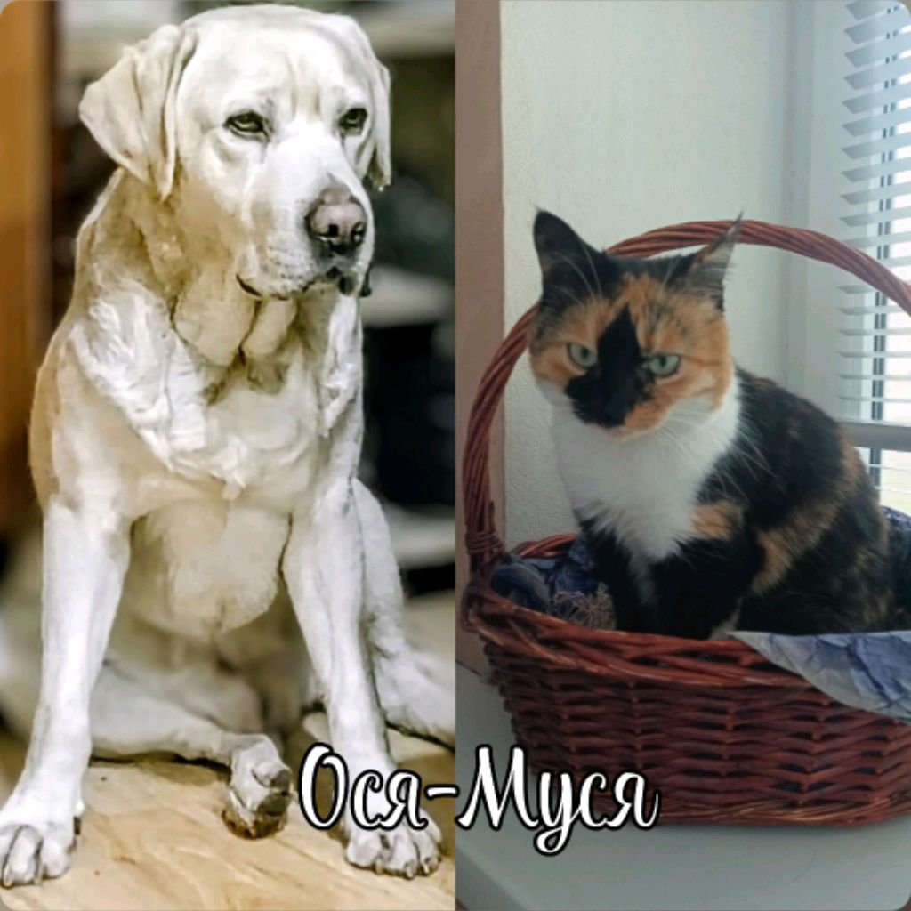 Иконка канала Ося-Муся